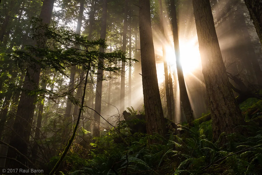 A photograph titled Burst of Light