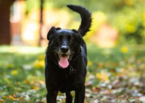 A photograph titled Ruby