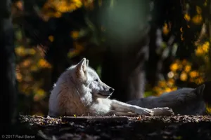 A photograph titled Grey Wolf