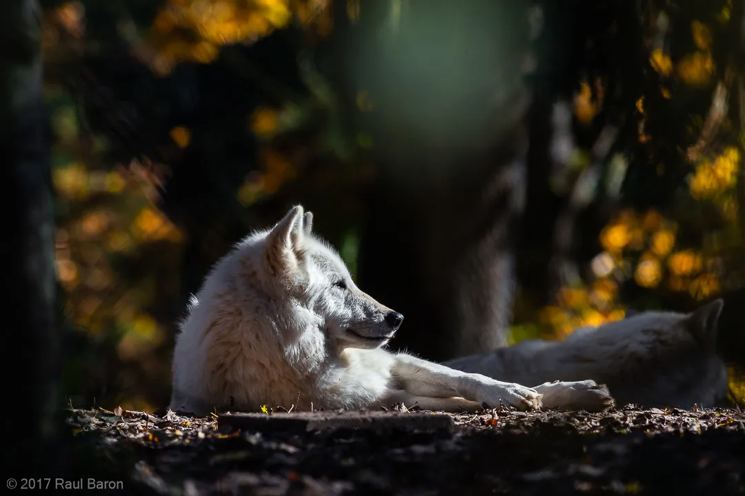 A photograph titled Grey Wolf