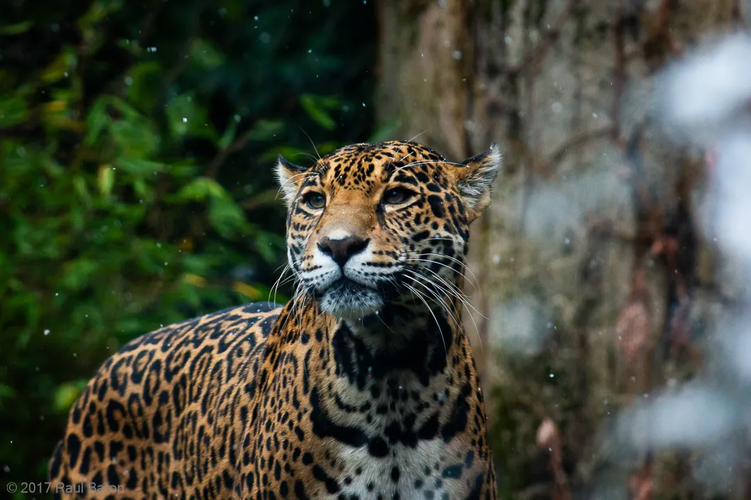 A photograph titled Nayla