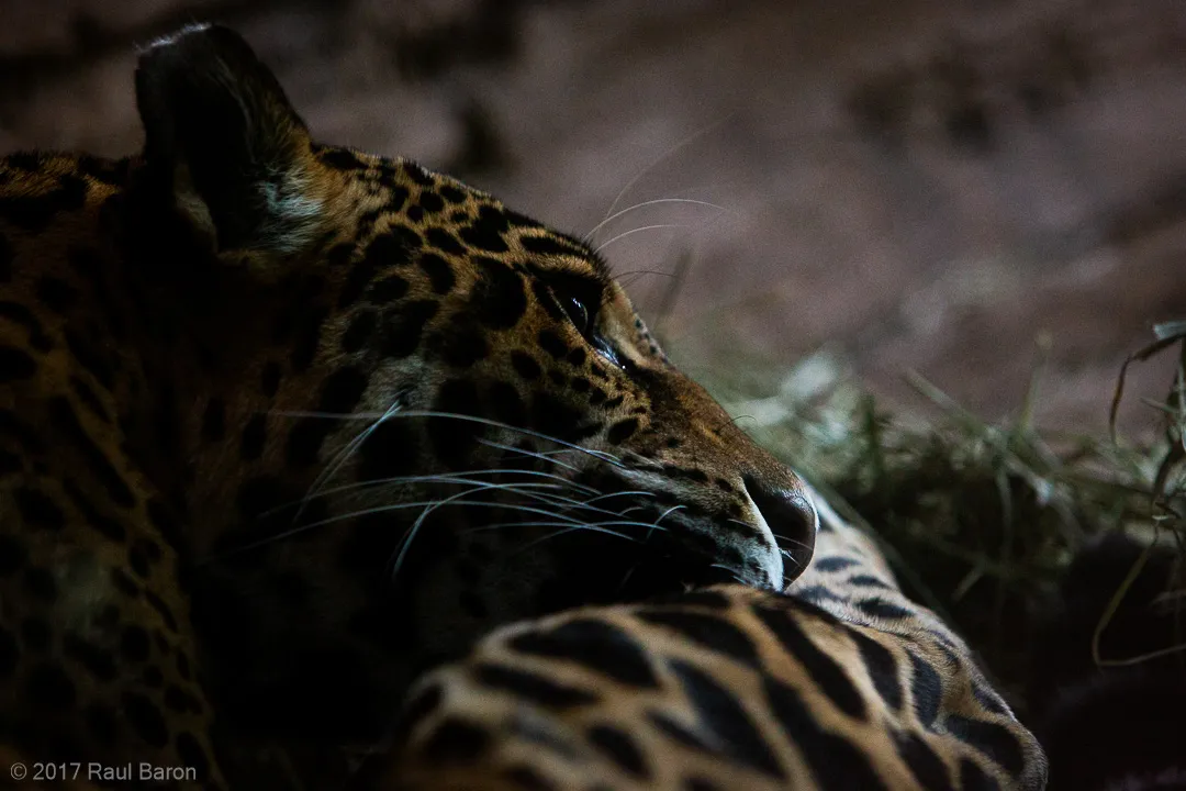 A photograph titled Jaguar