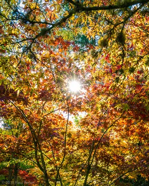 A photograph titled Through the canopy