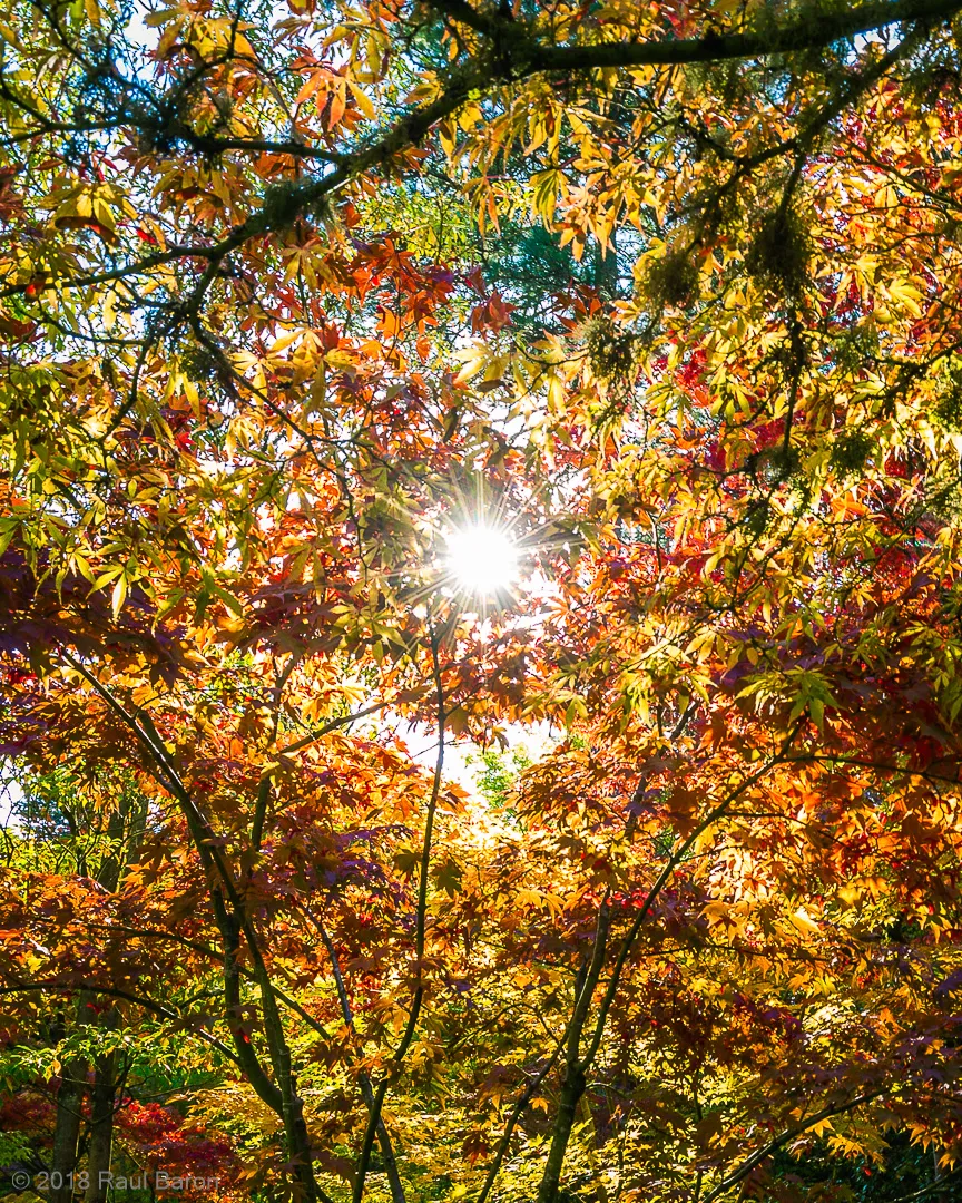 A photograph titled Through the canopy