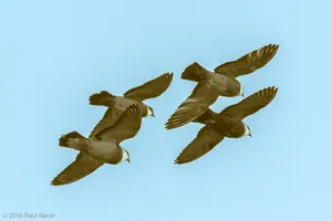 A photograph titled Pigeons