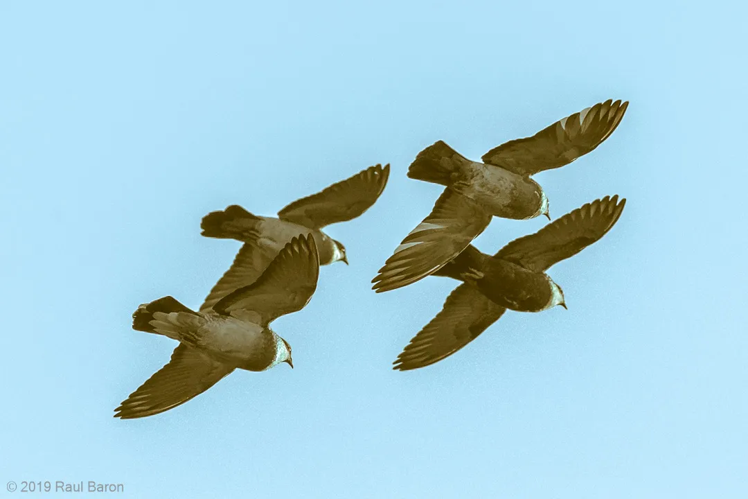 A photograph titled Pigeons