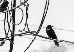 A photograph titled Crow and man things
