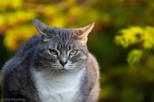 A photograph titled Cat