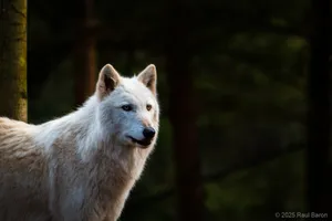 A photograph titled Far Sight