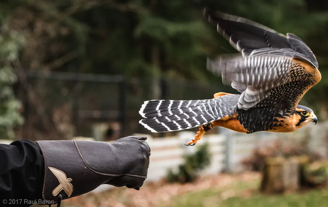 A photograph titled Launch
