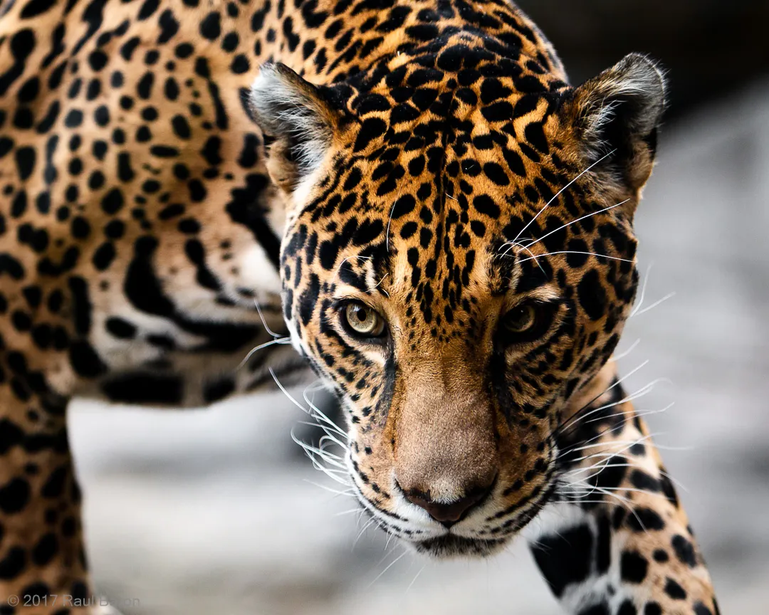 A photograph titled Look