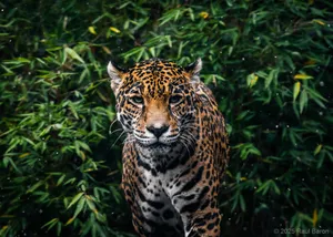 A photograph titled Nayla