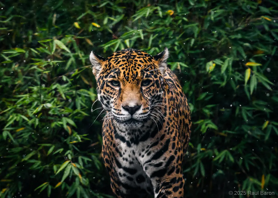 A photograph titled Nayla