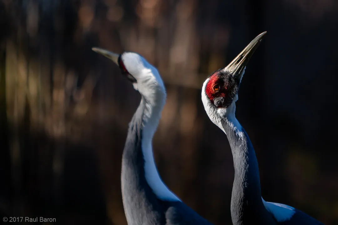 A photograph titled Neck Dance