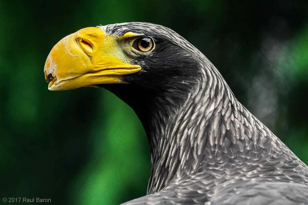 A photograph titled Sea Eagle