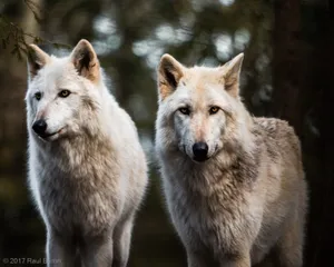 A photograph titled Grey Wolves
