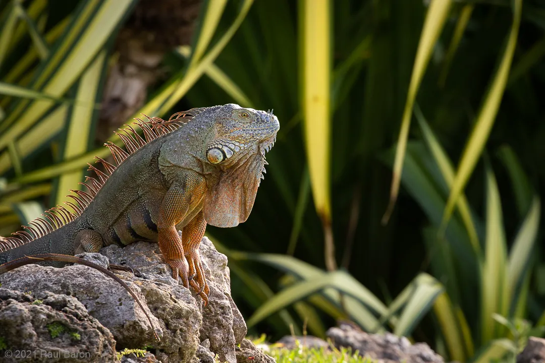A photograph titled Iguana