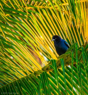 A photograph titled Grackle