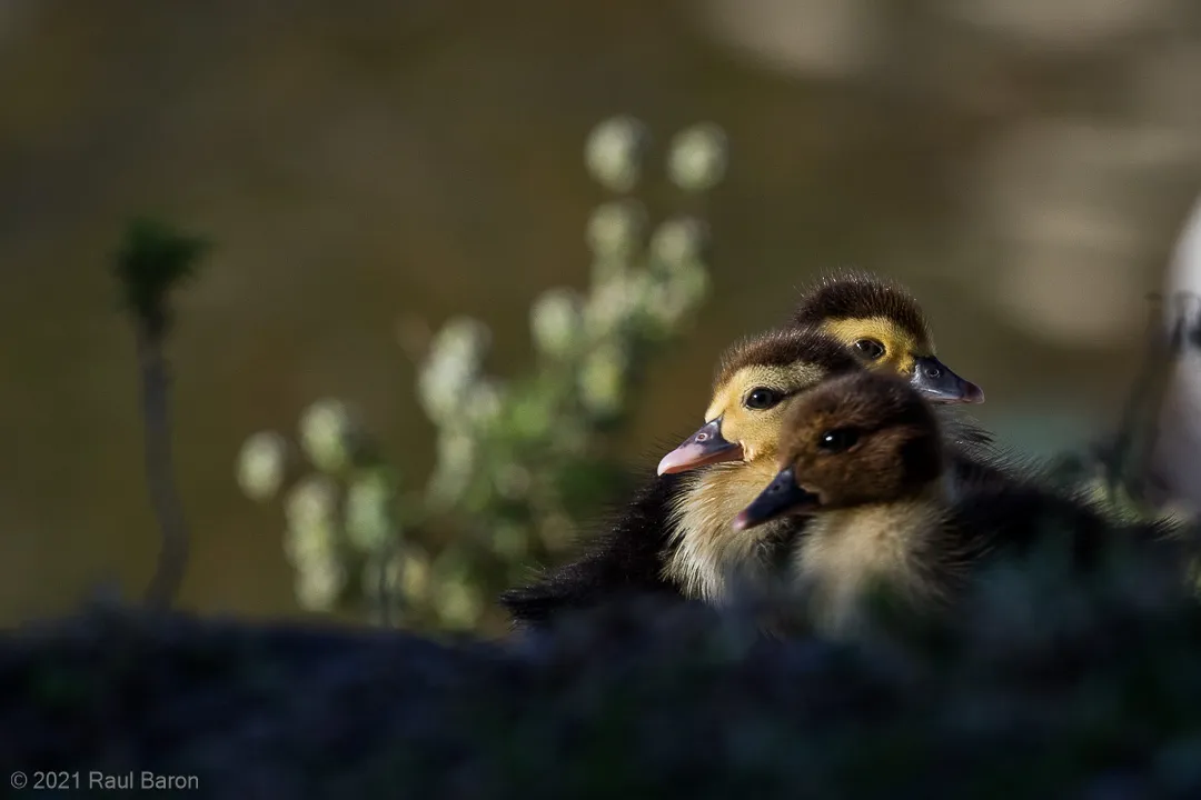 A photograph titled Muscovy Ducklings