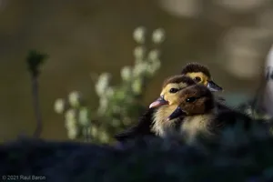 A photograph titled Muscovy Ducklings
