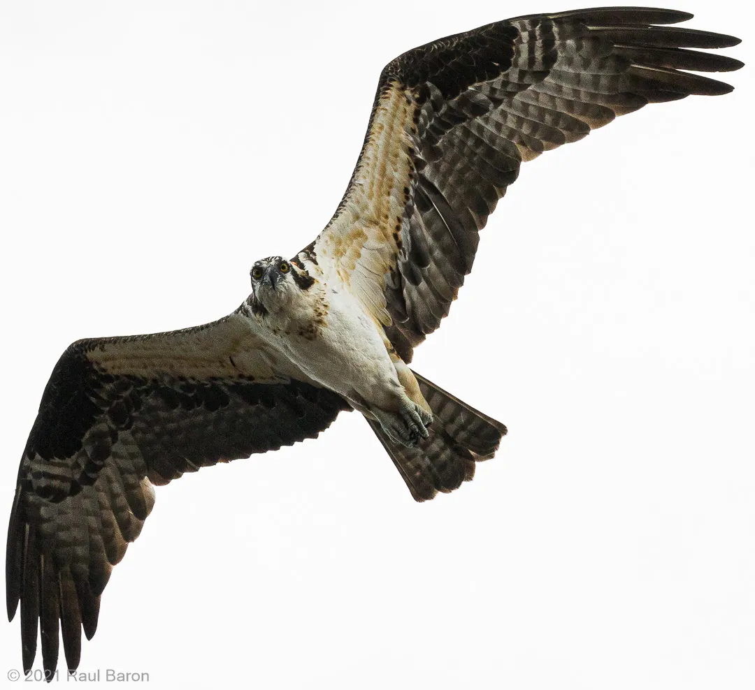A photograph titled Osprey