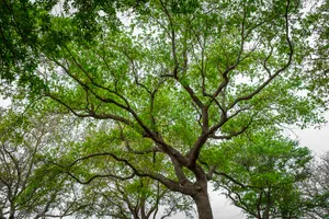 A photograph titled Crown