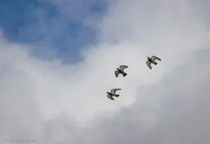 A photograph titled Pigeons