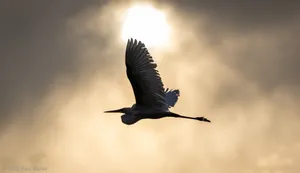 A photograph titled Heron