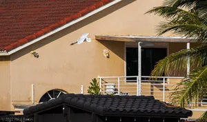 A photograph titled Urban Heron