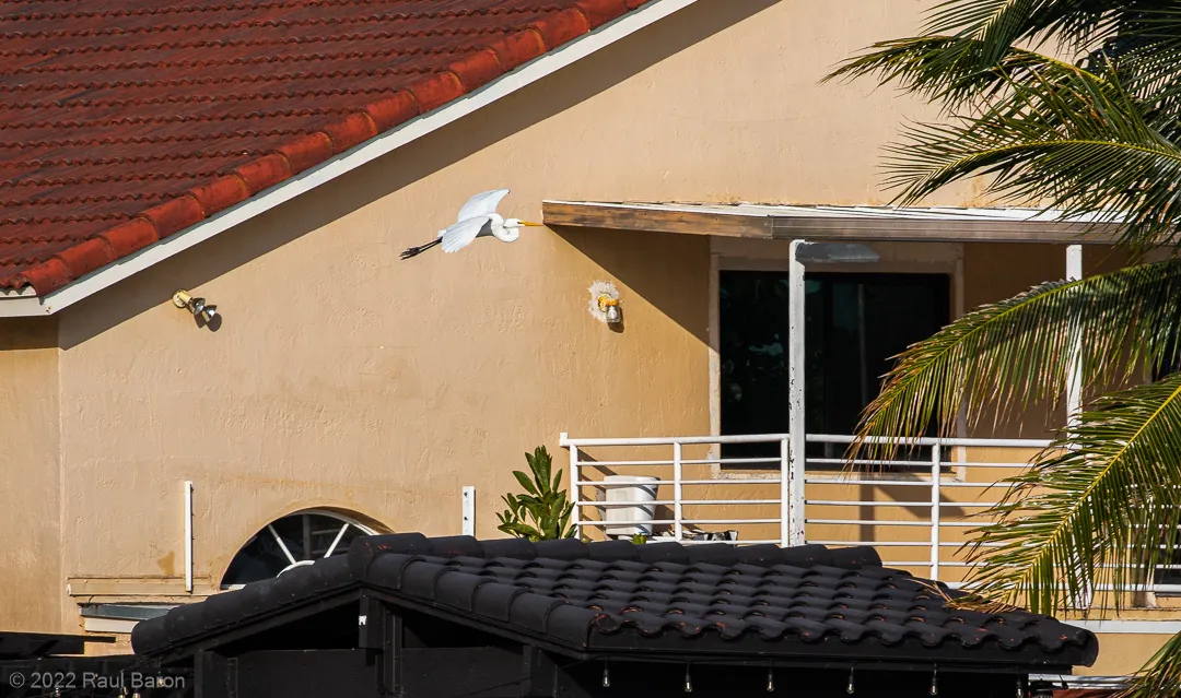 A photograph titled Urban Heron