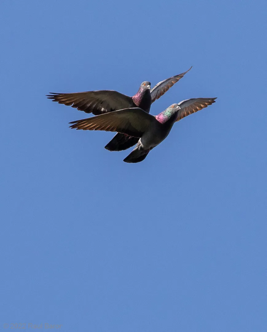 A photograph titled Two Pigeons