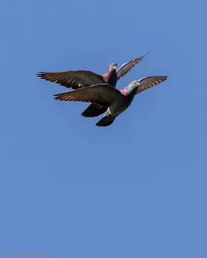 A photograph titled Two Pigeons