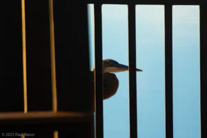 A photograph titled Heron on dock