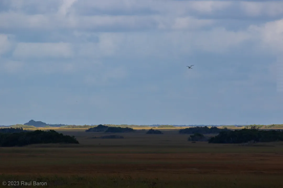 A photograph titled Everglades