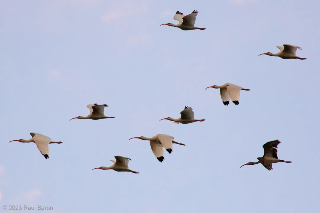 A photograph titled White Ibises