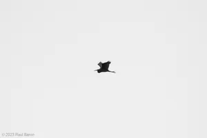 A photograph titled Heron