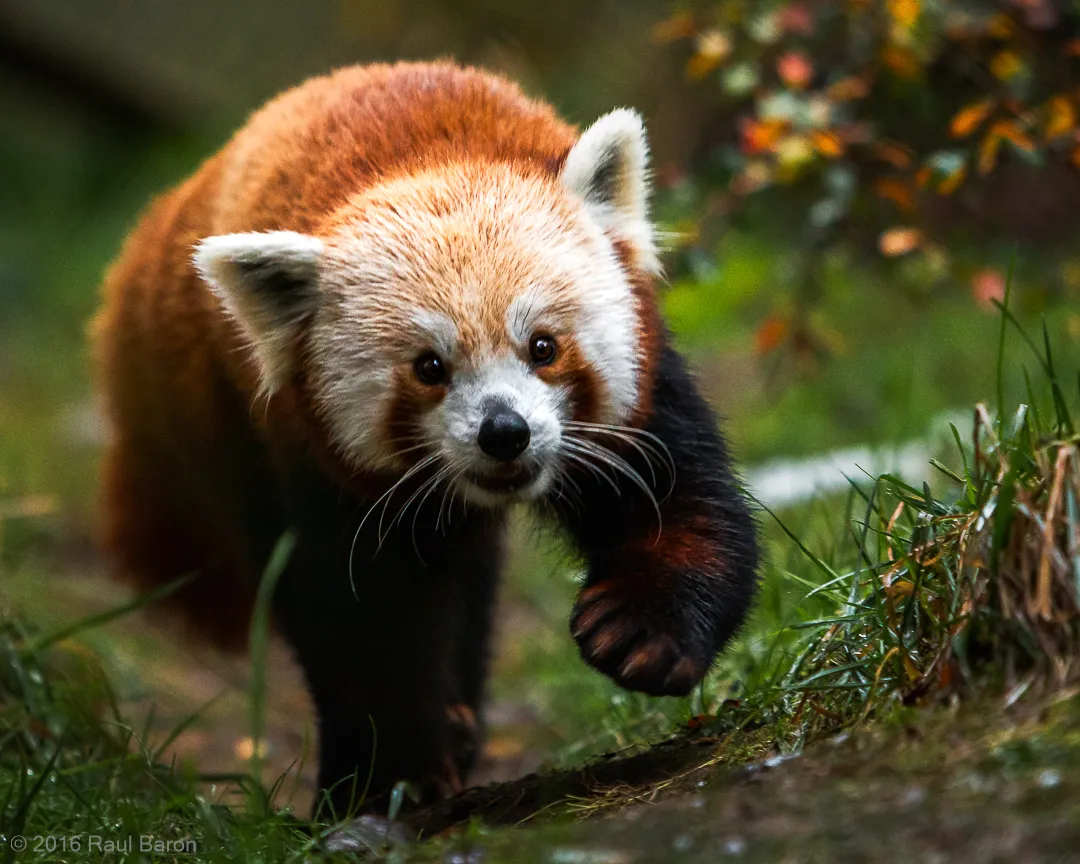 A photograph titled Carson