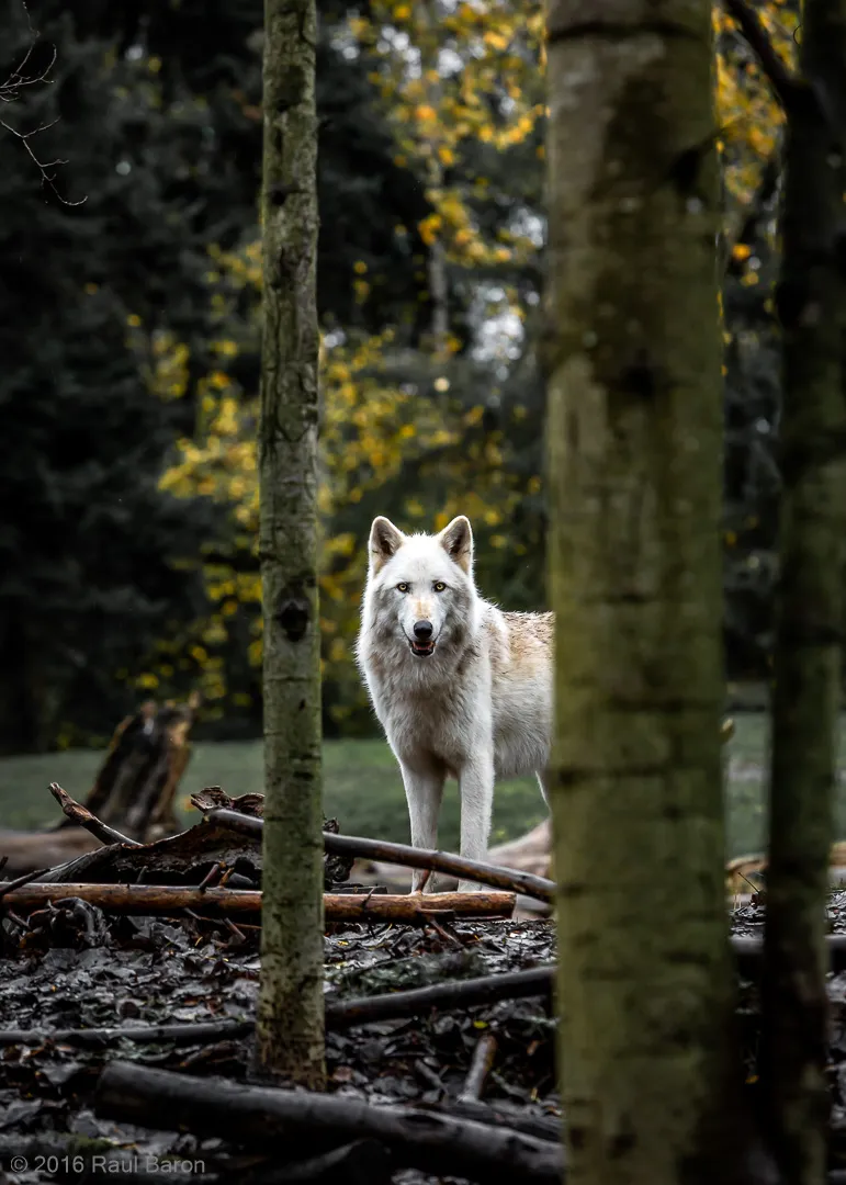 A photograph titled Sighted