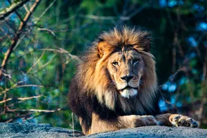 A photograph titled Lion