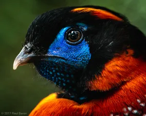 A photograph titled Temminck's Tragopan
